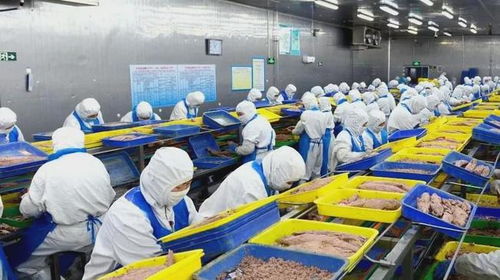 石島創(chuàng)新海洋科技，生物技術(shù)助力漁業(yè)產(chǎn)業(yè)鏈增值