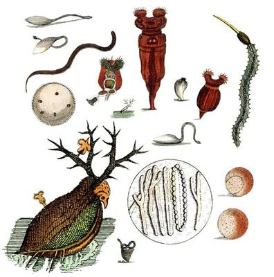 與上帝平起平坐的微生物 生物起源于它，人類未來(lái)依靠它